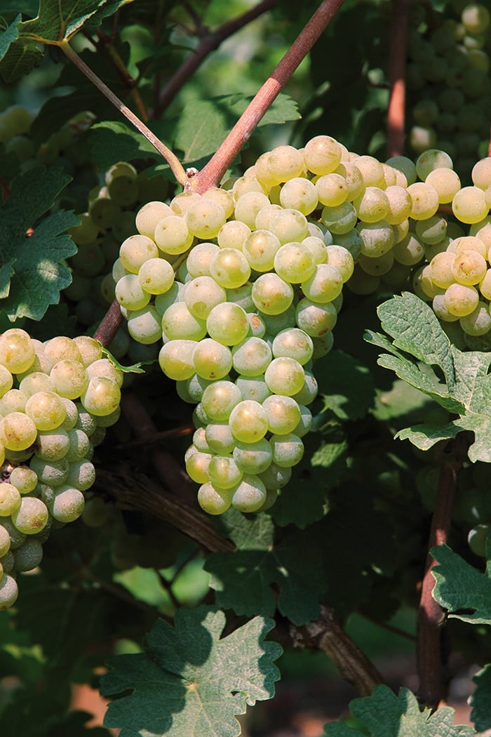 Manzoni Bianco druiven voor heerlijke witte mousserende wijn