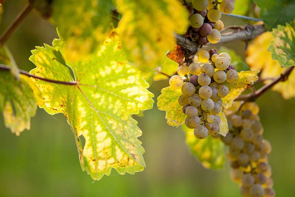 Malvasia Nera wijngaard in Salento vlak voor de oogst