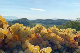 Trossen Malvasia Bianca druiven op rank in Lazio