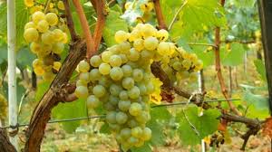 Malvasiatrossen aan de rank