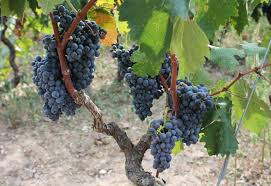 Malvasia Nera wijngaard aan de stokken in Puglia