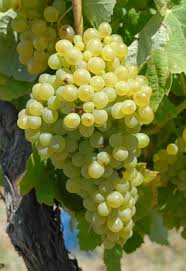 Volle tros Malvasia in de najaarszon