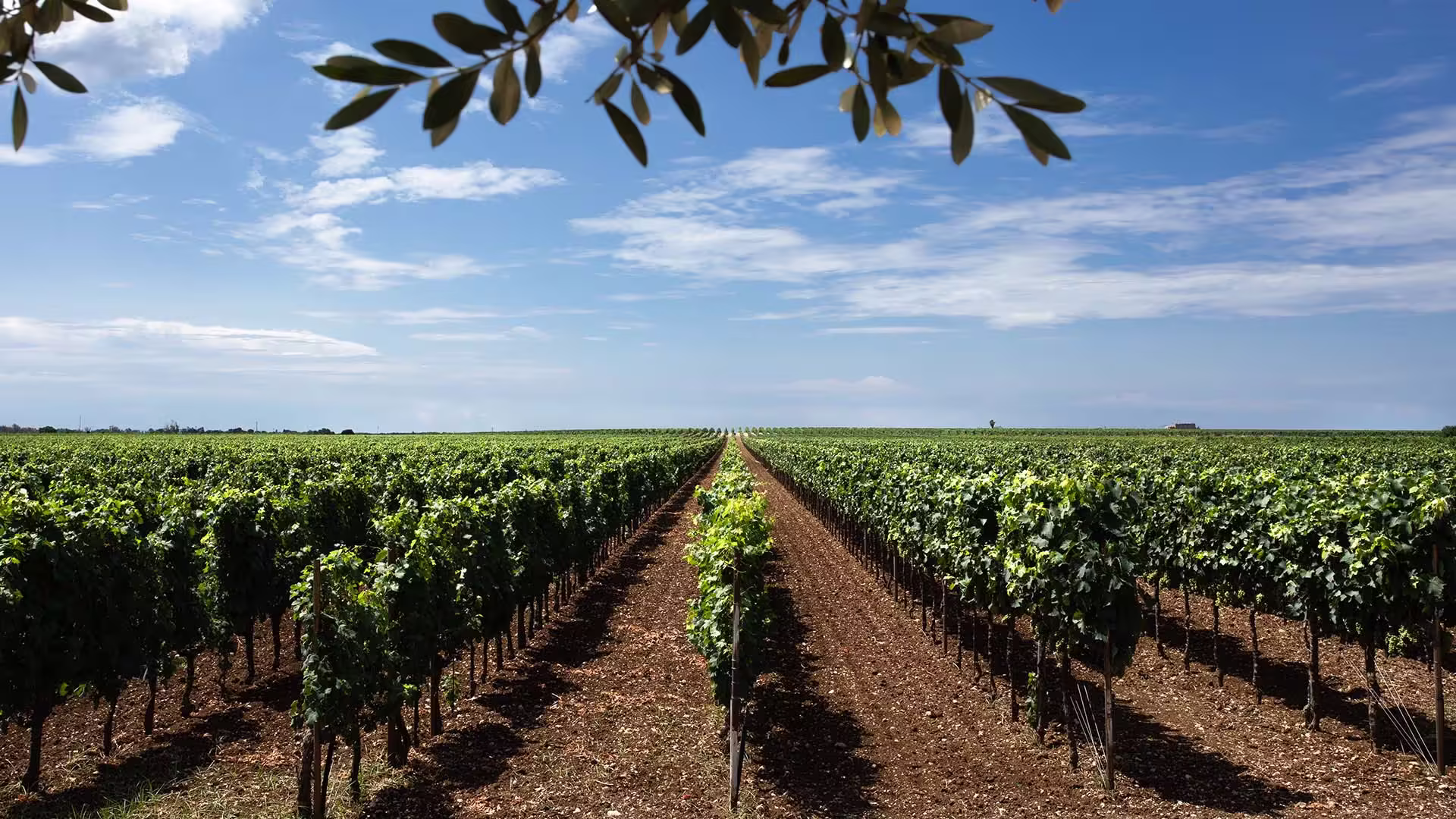 Wijngaarden van Masseria Capoforte in Salento, Puglia