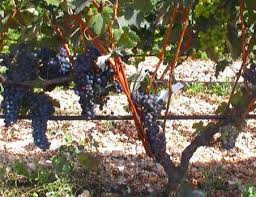 Wijngaard met Malvasia Nera stokken in Puglia