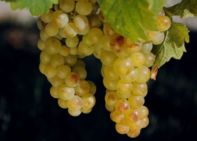 Mosato Bianco voor Moscato d' Asti