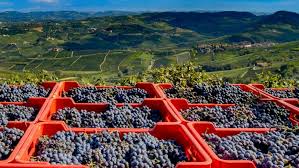 Net geoogste Nebbiolo druiven op weg om Barolo te worden