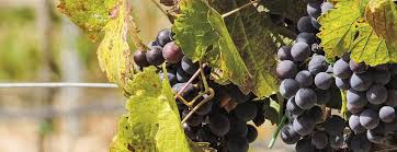 Rijpe Nero d’Avola druiven aan de wijnrank op Sicilië