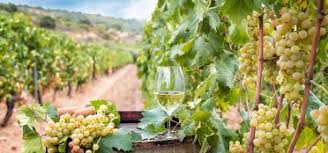 Uitzicht op wijngaard bij Cagliari in de ochtendzon