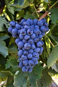 Donkere Pugnitello druiven aan compacte tros in Toscaanse wijngaard