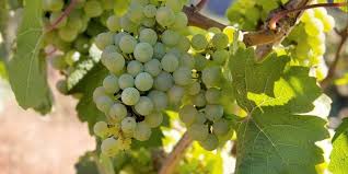 Pinot Bianco trossen in Sud Tirol