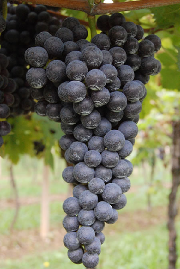 Tros Rondinella, bijna rijp voor de pluk