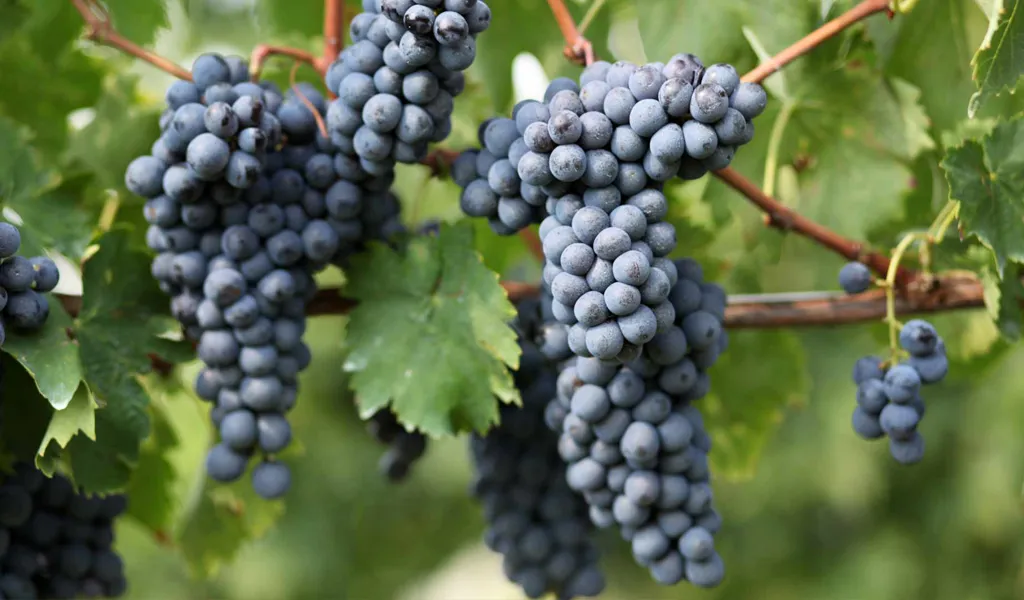 Rondinella druiven aan de rank in de heuvels van Valpolicella