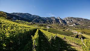 Italiaanse wijngaard in Collio met Sauvignon-stokken in de zon