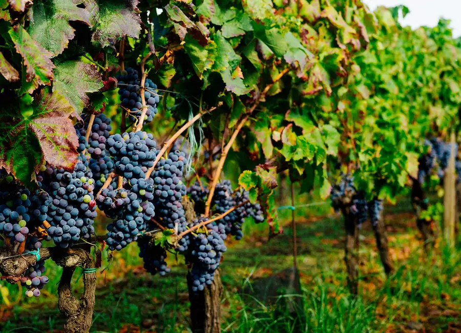 Nerello mascalese in de wijngaard