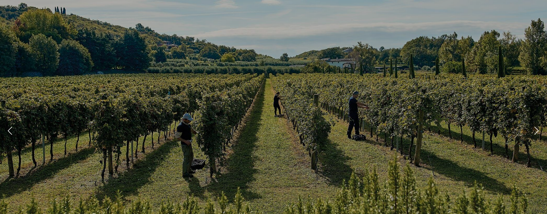 Wijngaard in Valpolicella met kalkrijke bodem voor Ca’ de Rocchi