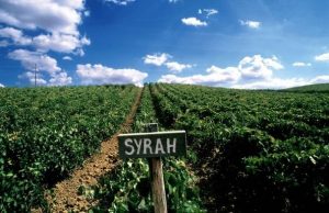 Wijngaard met Syrah-stokken in Toscaanse heuvels