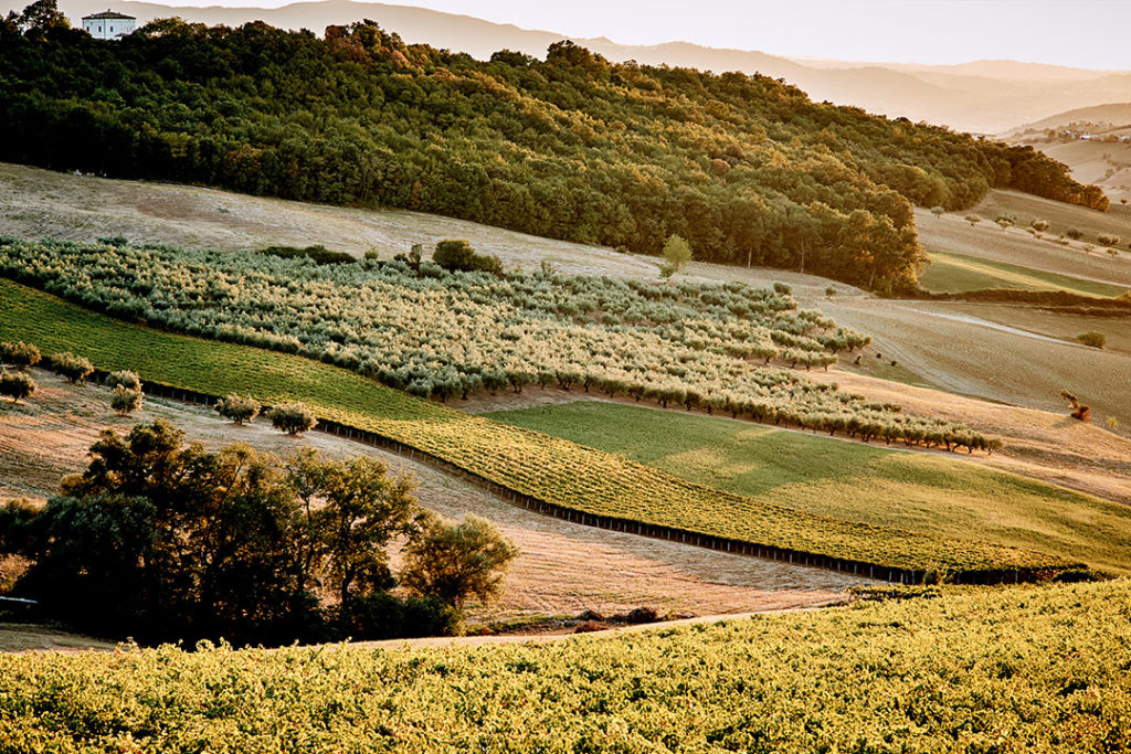 Wijngaarden van Terra d'Aligi in de heuvels van Chieti, Abruzzo