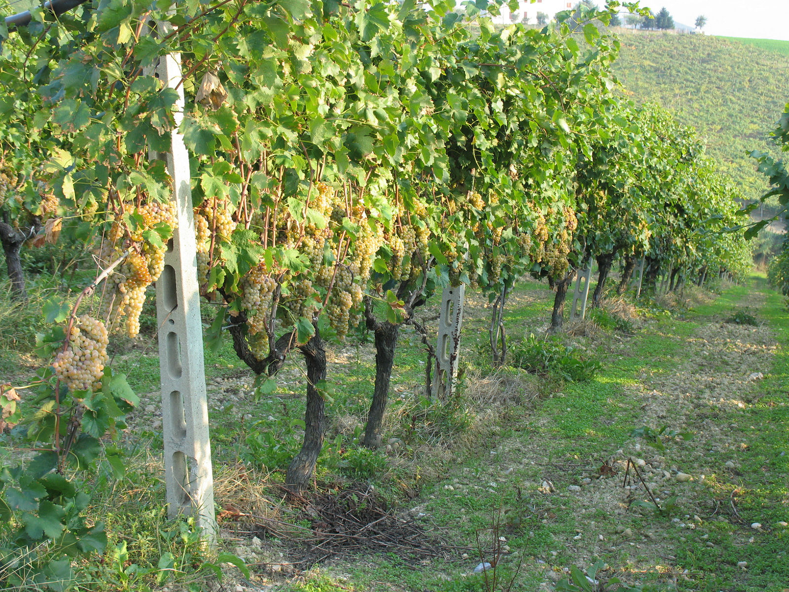 Trebbiano druiven in de wijngaard