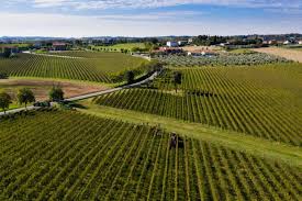 Turbiana druiven op kalkrijke bodem bij het Gardameer”