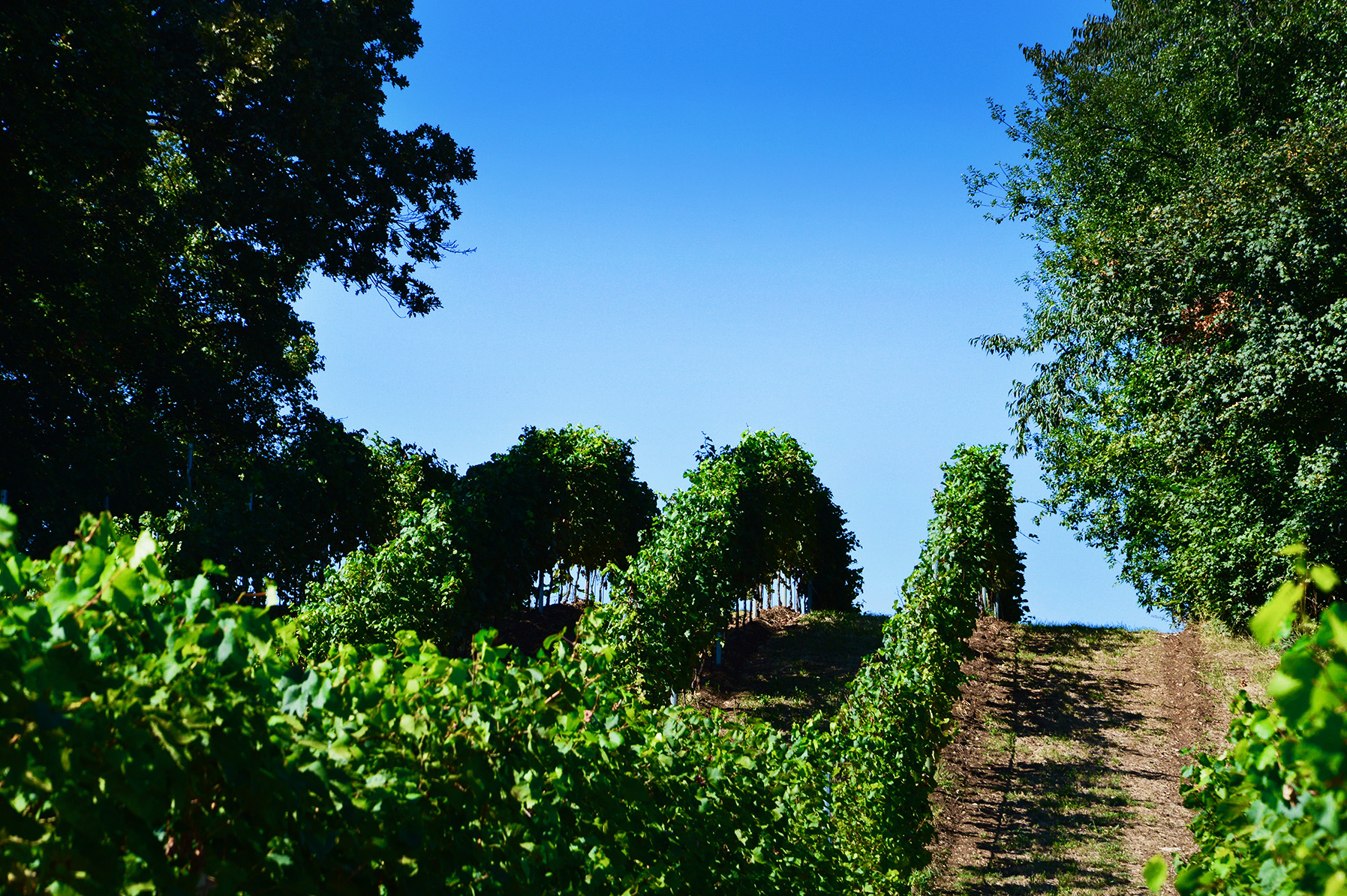 Wijngaard van Villa degli Olmi op kalkrijke heuvel in Altavilla Vicentina