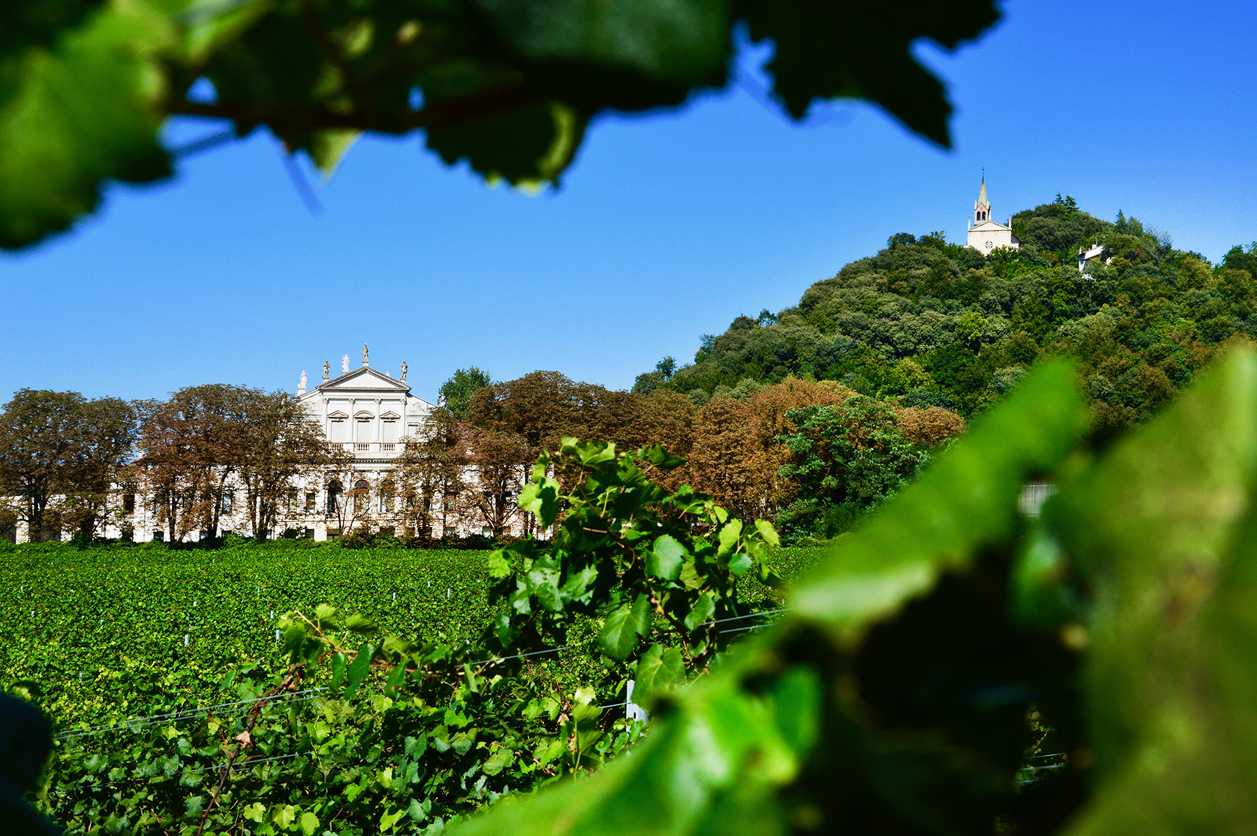 Vulkanisch perceel in Colli Euganei – bron van kracht in mousserende wijnen