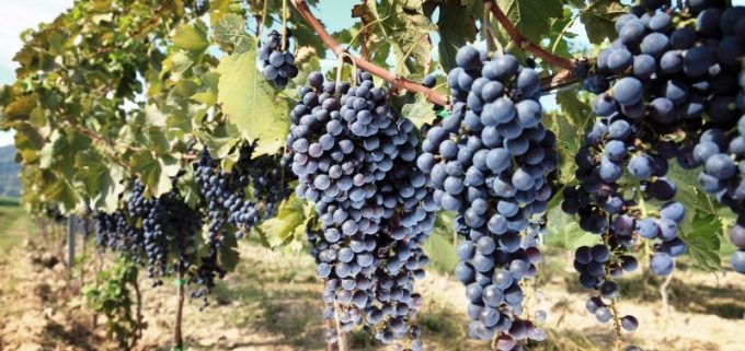 Lambrusco druiven in d e wijngaard