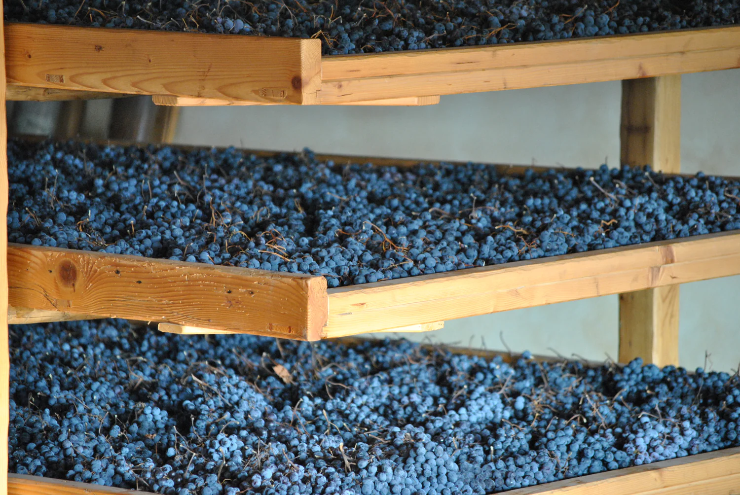 Ingedroogde Corvinone-druiven voor Amarone op rieten matten