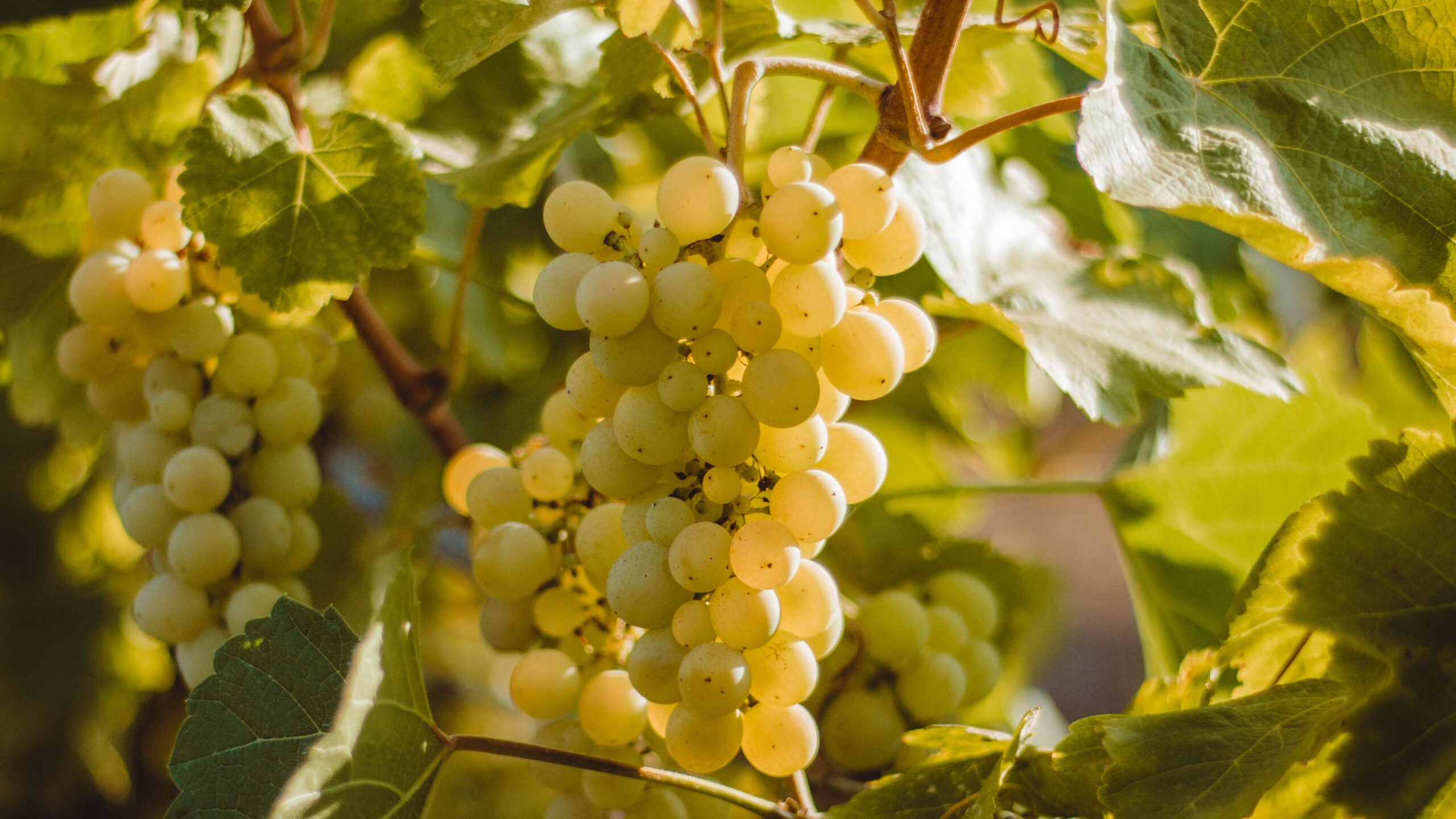 Tros Vernaccia voor de bereomde wijn uit San Gimignano