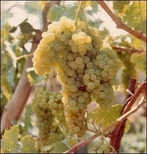 Tros Trebbiano Toscano aan de rank