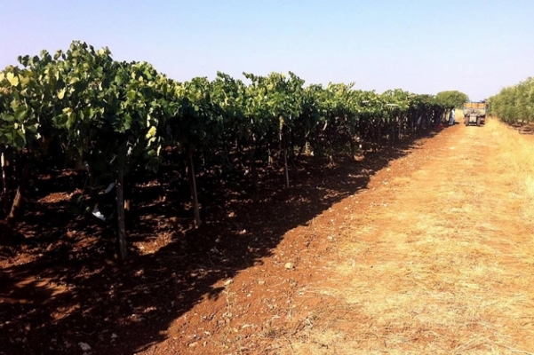 Wijngaarden van Cantine Ferri op Apulische bodem