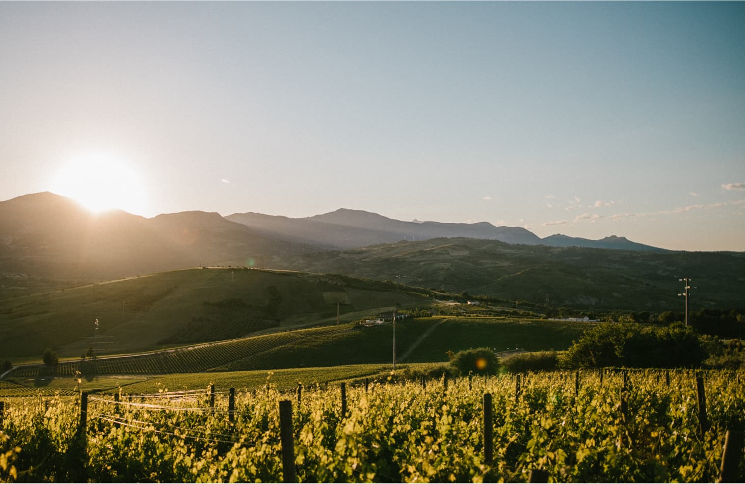 zicht op de wijngaarden van Zaccagnini aan de voet van het Majella-gebergte