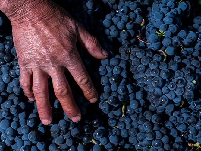 Wijnmaker aan het werk in de kelder van Zaccagnini