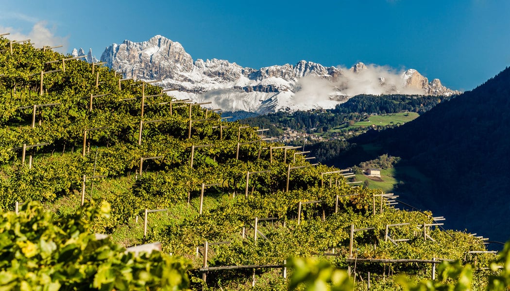 Pinot Bianco druiven aan de wijnstok in Alto Adige