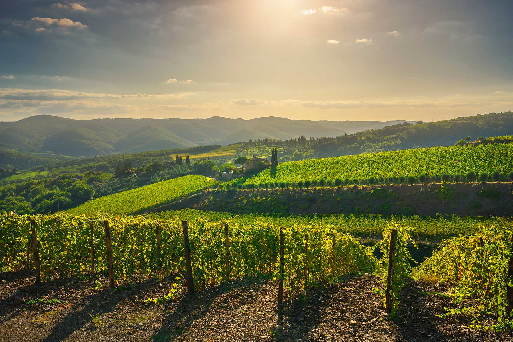 Wijngaard van Trambusti op Toscaanse heuvels met Sangiovese-stokken