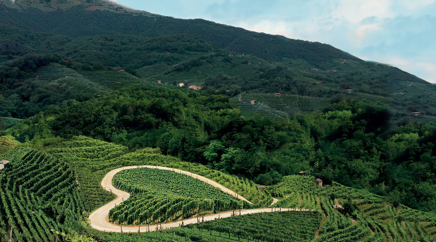 Wijngaard in het hart van Conegliano met ochtendmist en rijpe Glera-druiven