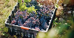 geplukte druiven voor Ca’ de Rocchi amarose