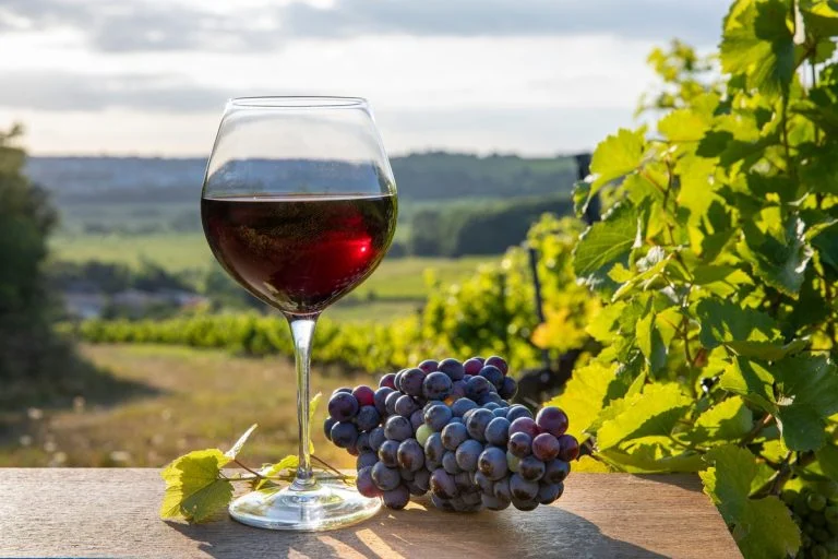 Glas Pinot Nero met tros op Italiaanse tafel