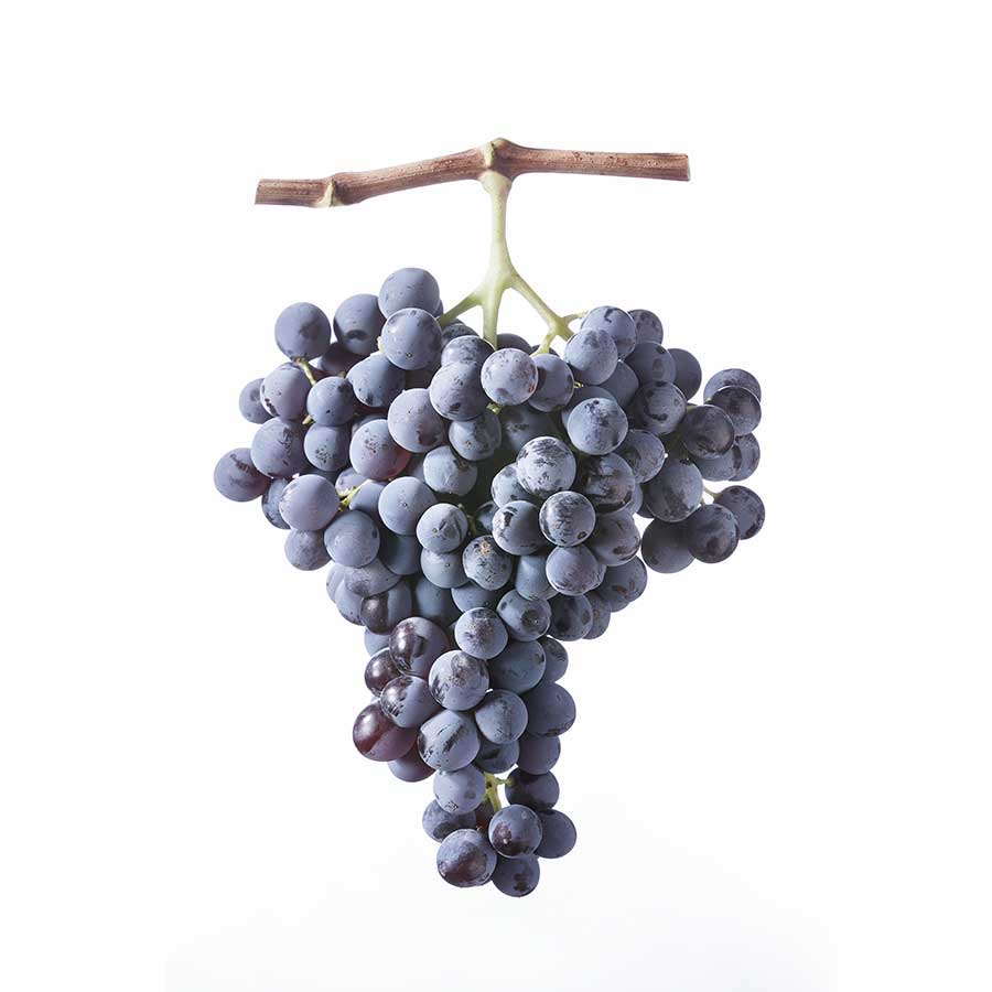 Close-up van tros rijpe Cannonau druiven met blauwgrijze schil