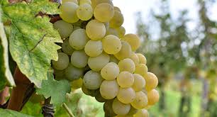 Rijpe Carricante-druiven aan oude rank op lavagrond