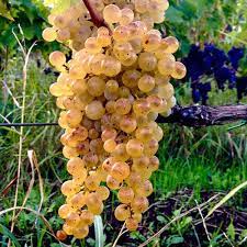 Rijpe Carricante-druiven aan oude rank op helling van de Etna