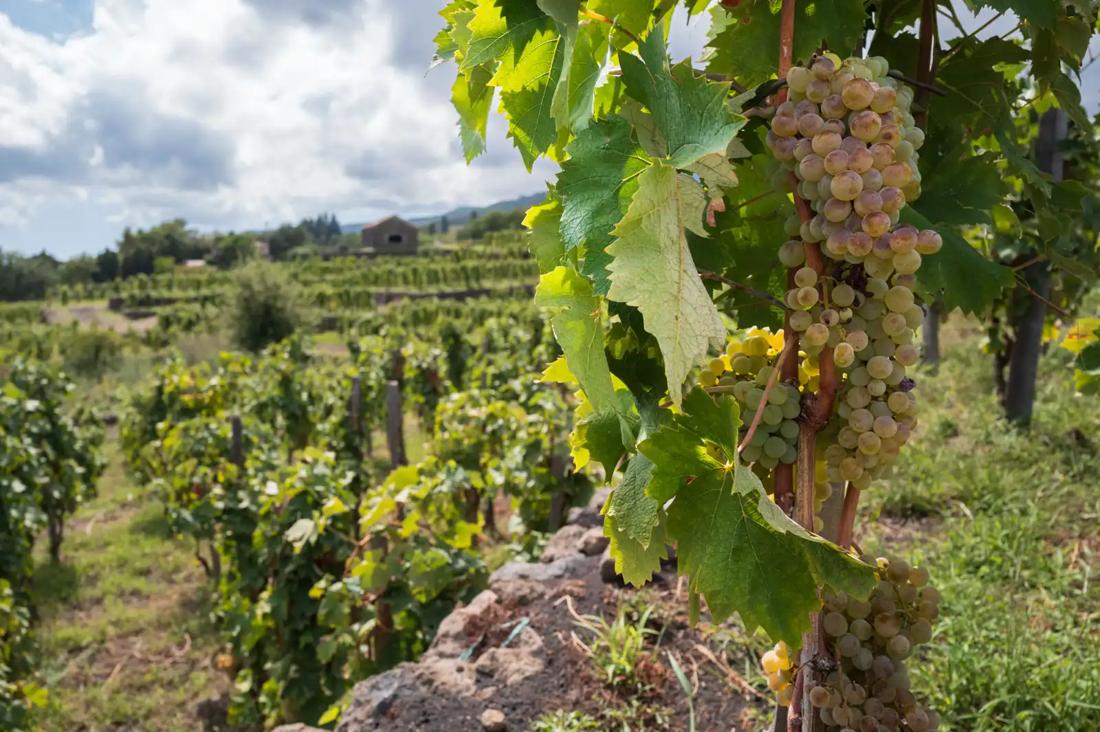 Moscato druiven op Sicilie