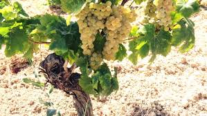 Catarratto druiventros aan rank in Siciliaanse bodem