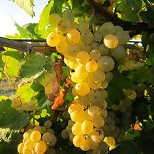 rijpe catarratto druiven in de Siciliaanse zon