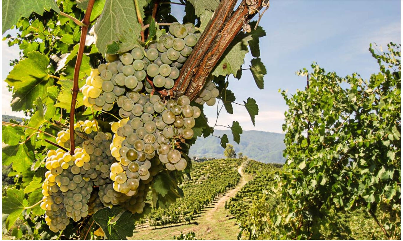 Witte druiven Coda di Volpe in Campanië onder de zon