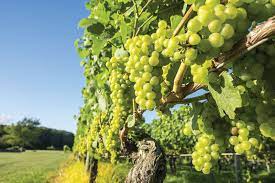 Italiaanse chardonnay druiven aan de rank