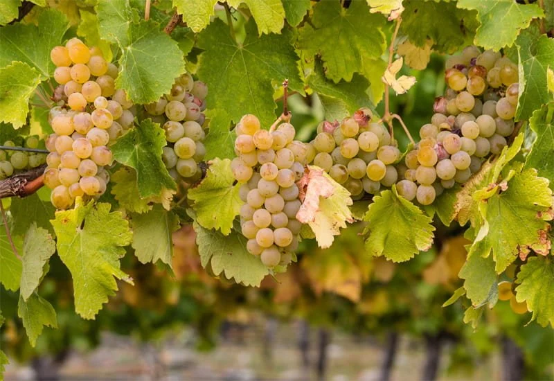 Chardonnay druiventros aan rank in Alto Adige