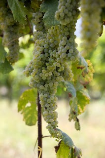 Typische druiventros van Coda di Volpe met vossenstaartvorm