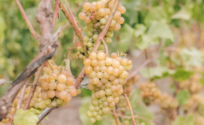 Cortese druiventros aan de wijnrank in de heuvels van Gavi
