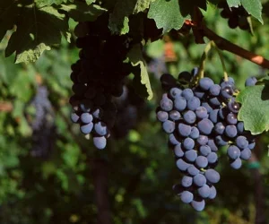 Corvinone druiven aan de rank in Veneto tbv Amarone