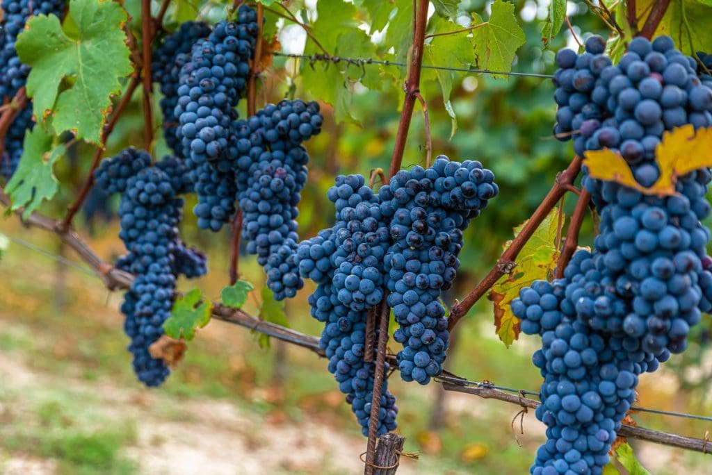 Close-up van paarsblauwe Dolcetto druiven met dauw